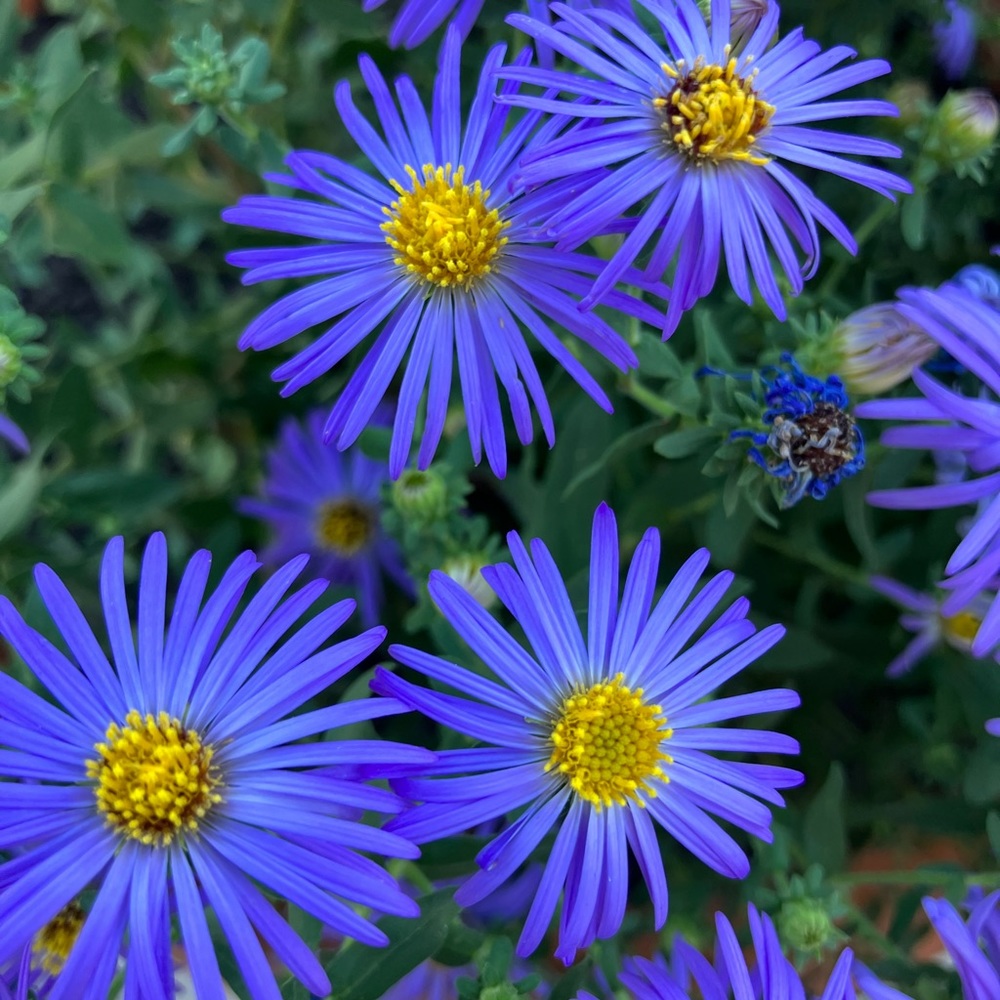 Meet your Posher, Monique